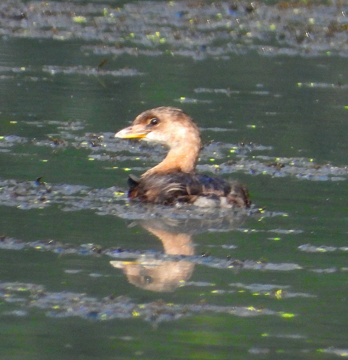 Pied-billed Grebe - ML642122946