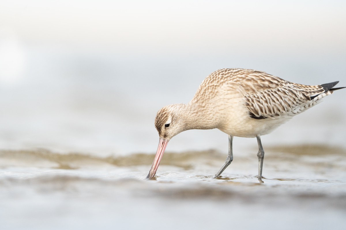 Bar-tailed Godwit - ML642122947