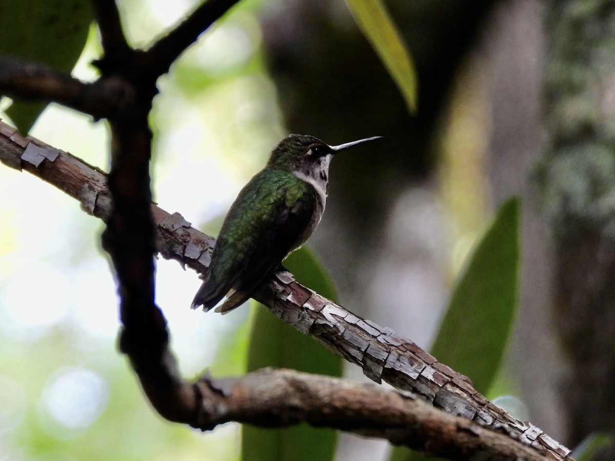 Ruby-throated Hummingbird - ML642122948