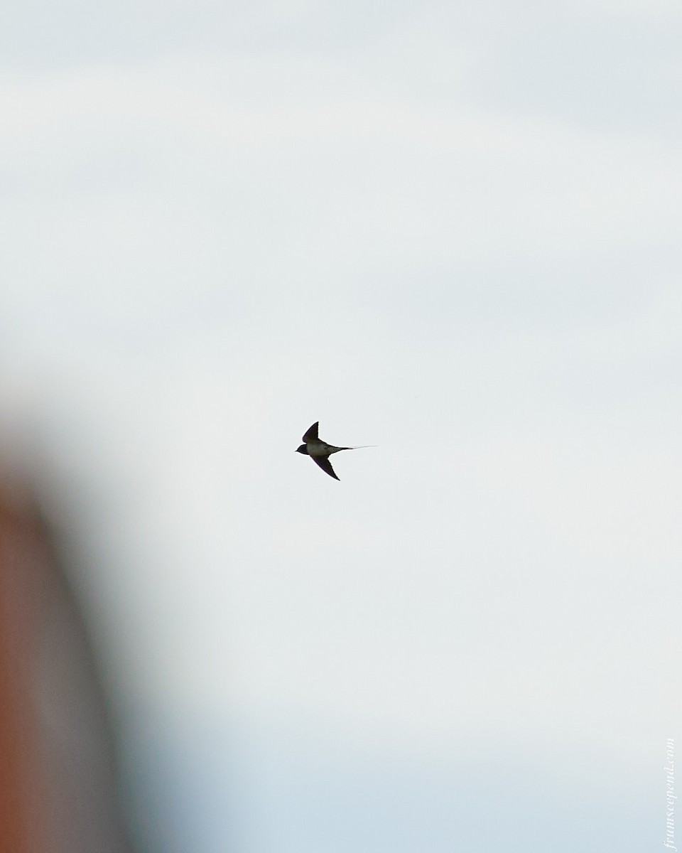 Barn Swallow - ML642122949