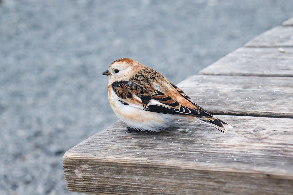 Snow Bunting - ML642122950
