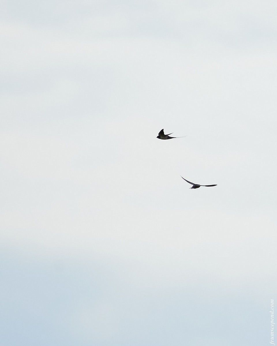 Barn Swallow - ML642122952