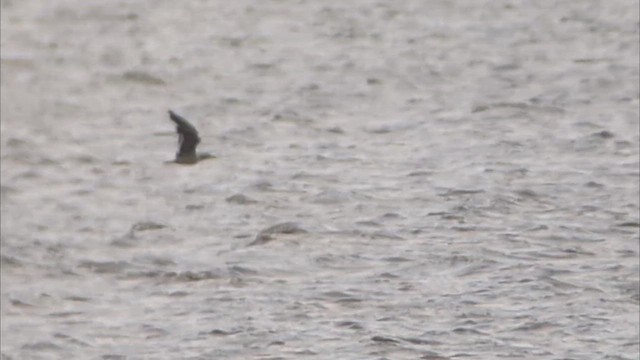gull sp. - ML642122953
