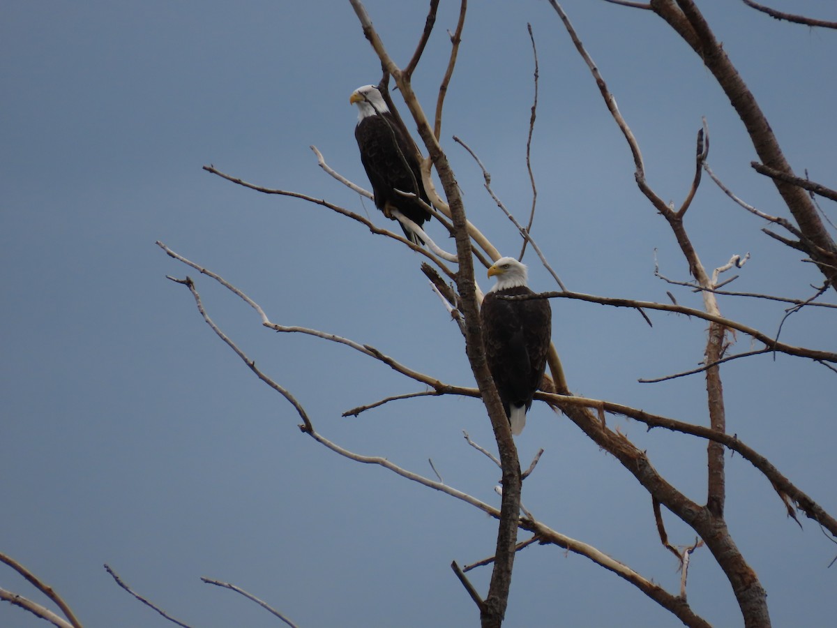 Bald Eagle - ML642122954