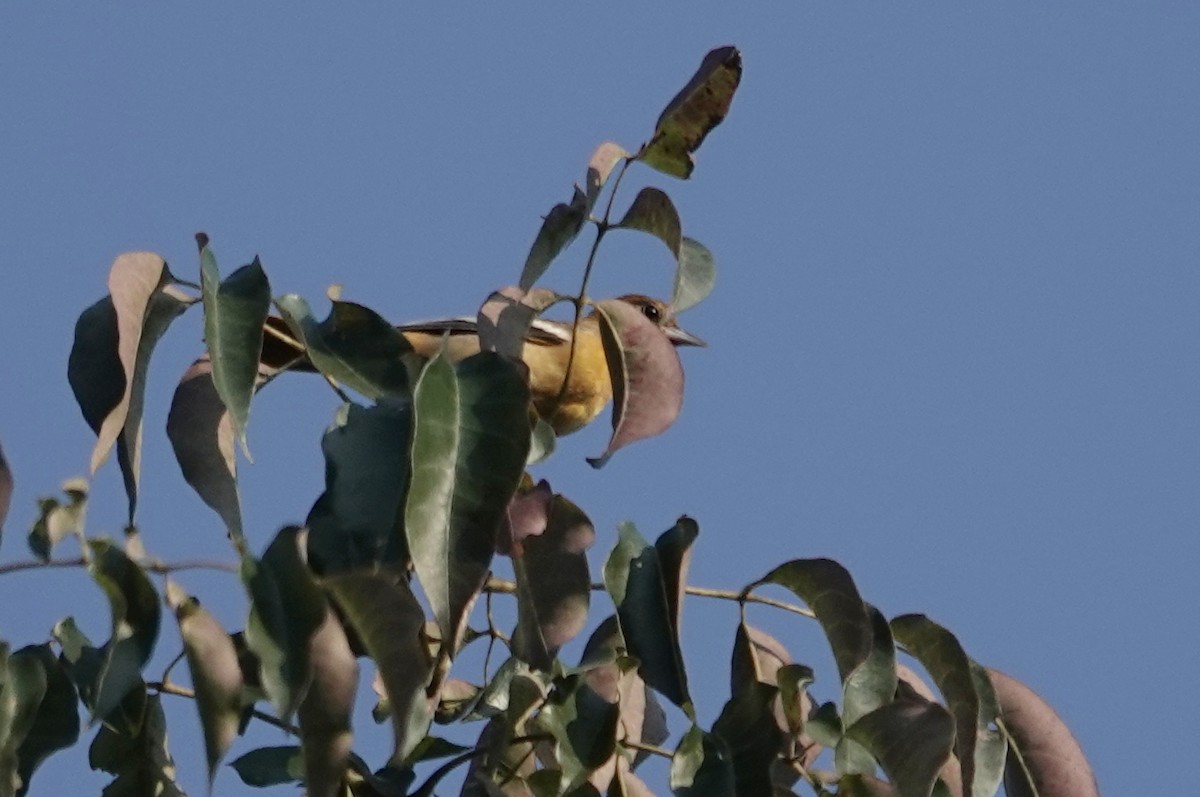 Baltimore Oriole - ML642122955
