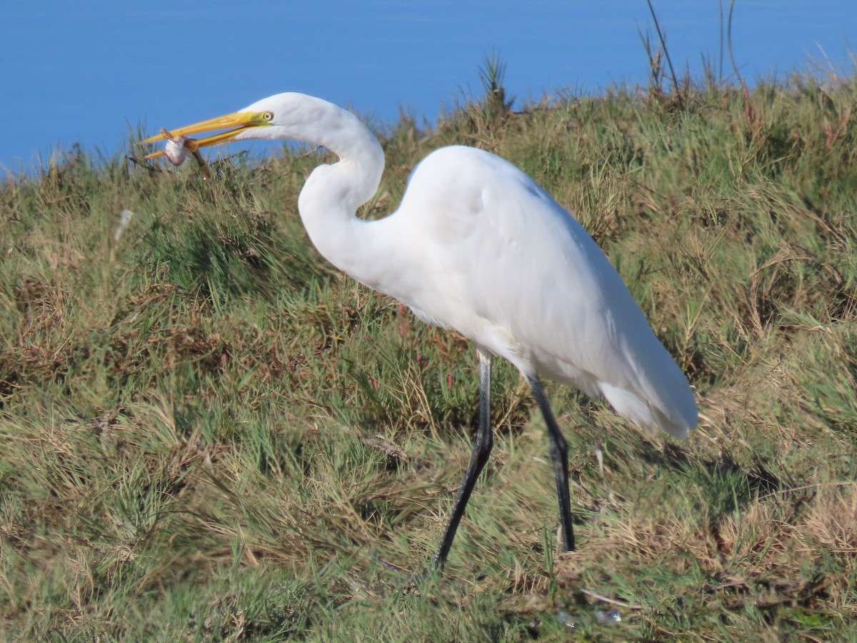 Great Egret - ML642122956