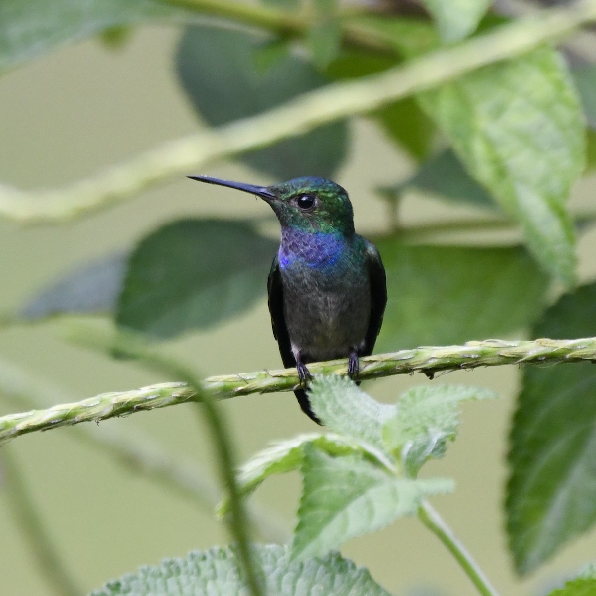 Blue-chested Hummingbird - ML642122958
