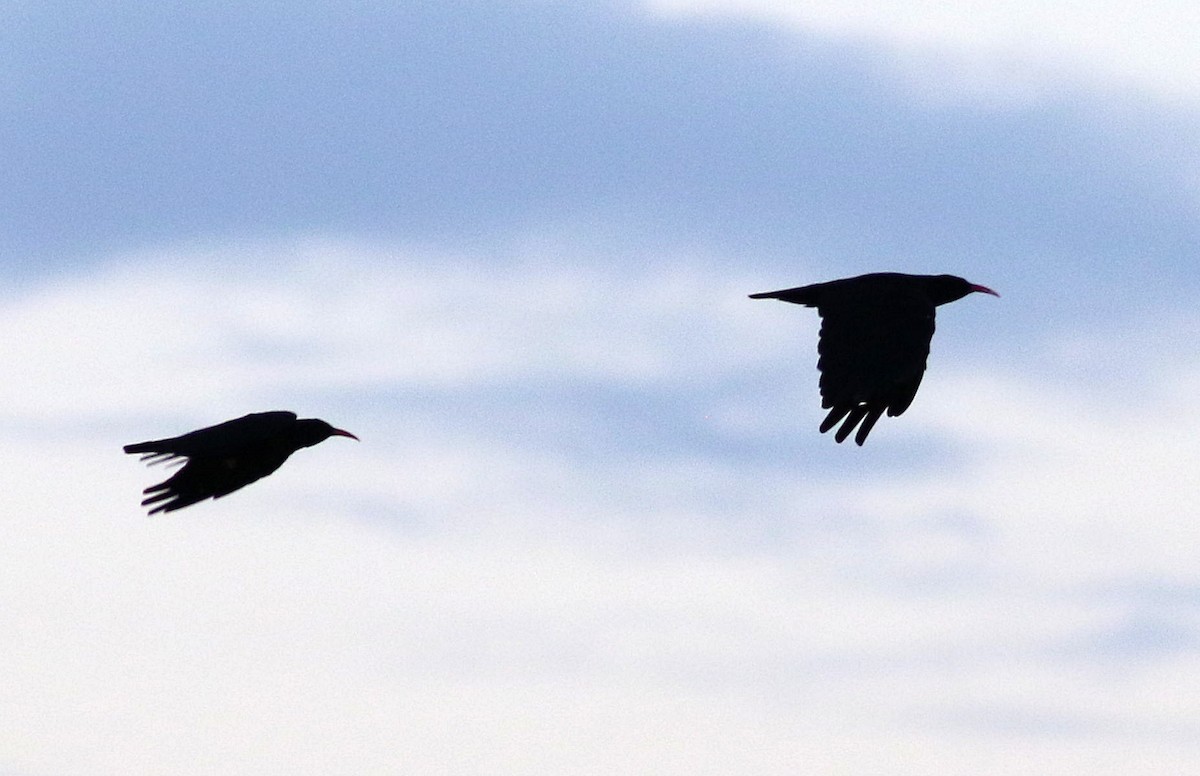 Red-billed Chough - ML642122963