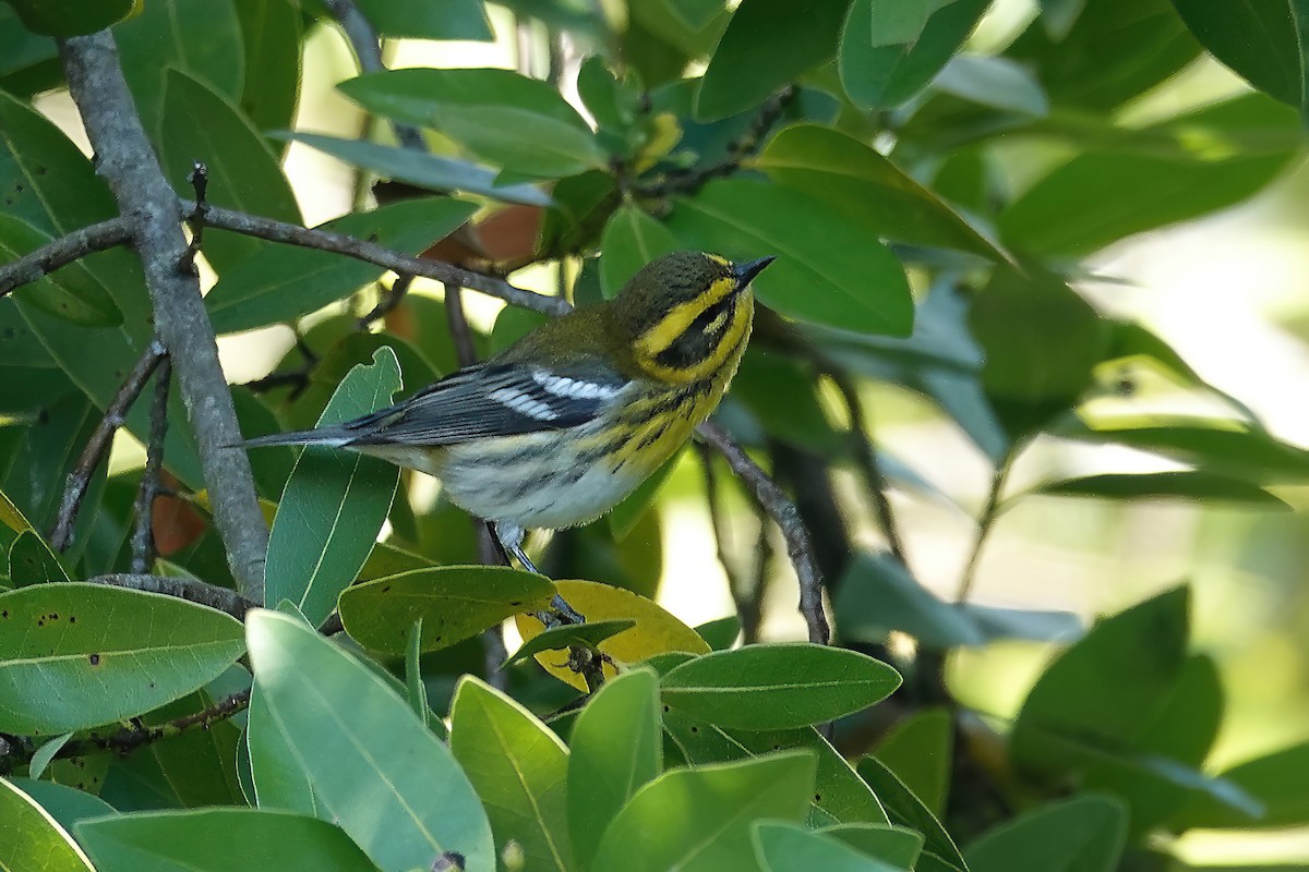 Townsend's Warbler - ML642122964