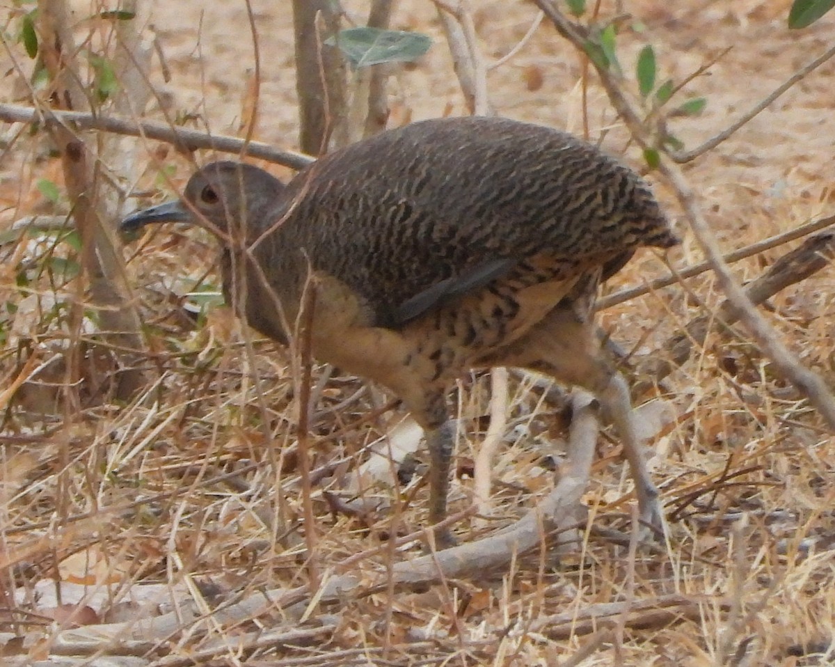 Undulated Tinamou - ML642122977