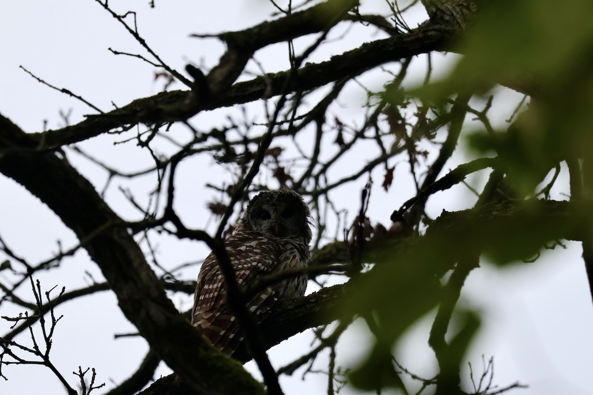 Barred Owl - ML642122988
