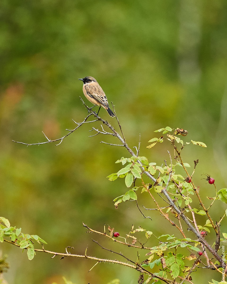Siberian Stonechat - Anatoliy Korovkin