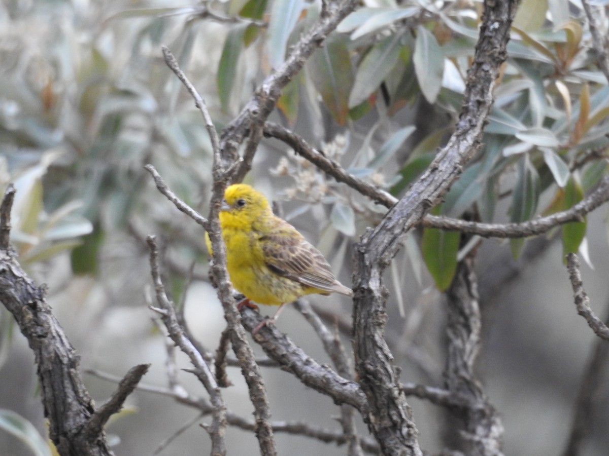 Stripe-tailed Yellow-Finch - ML642123022