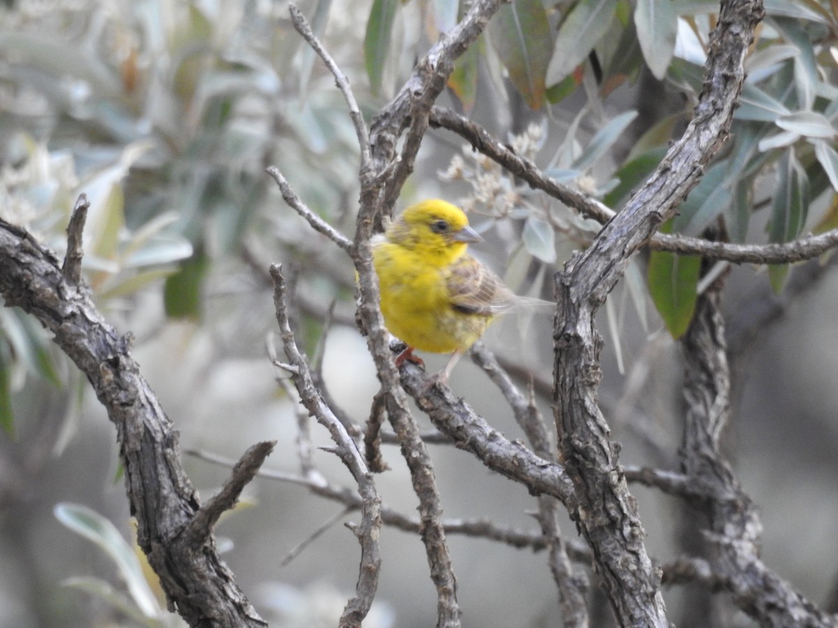Stripe-tailed Yellow-Finch - ML642123023