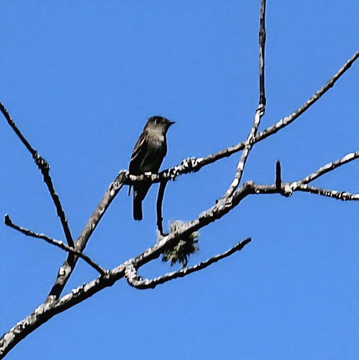 Empidonax sp. - ML642123024