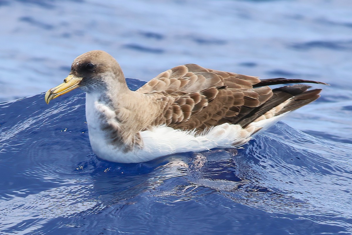 Cory's Shearwater - ML642123033