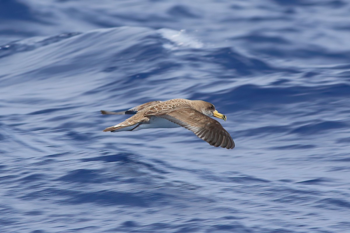Cory's Shearwater - ML642123034