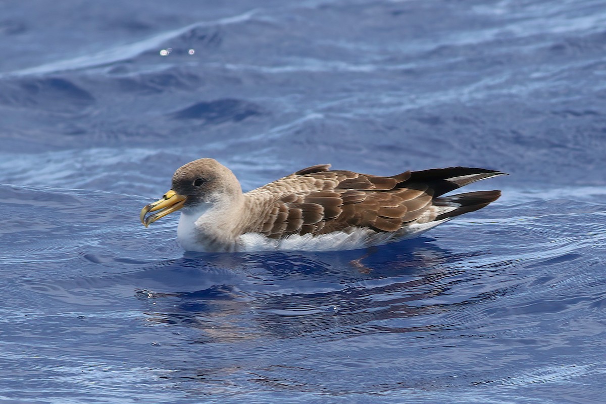 Cory's Shearwater - ML642123035