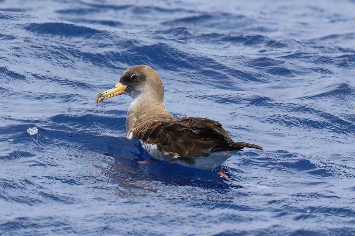 Cory's Shearwater - ML642123036