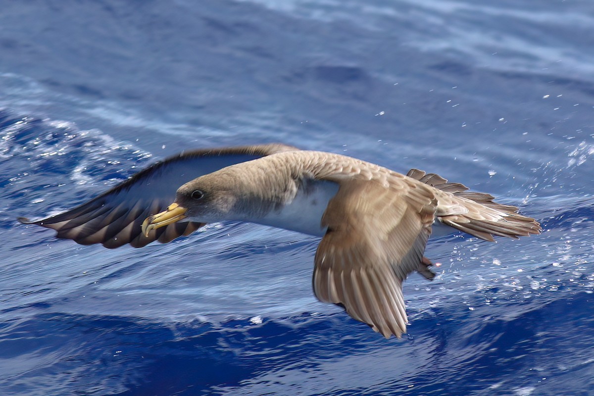 Cory's Shearwater - ML642123037