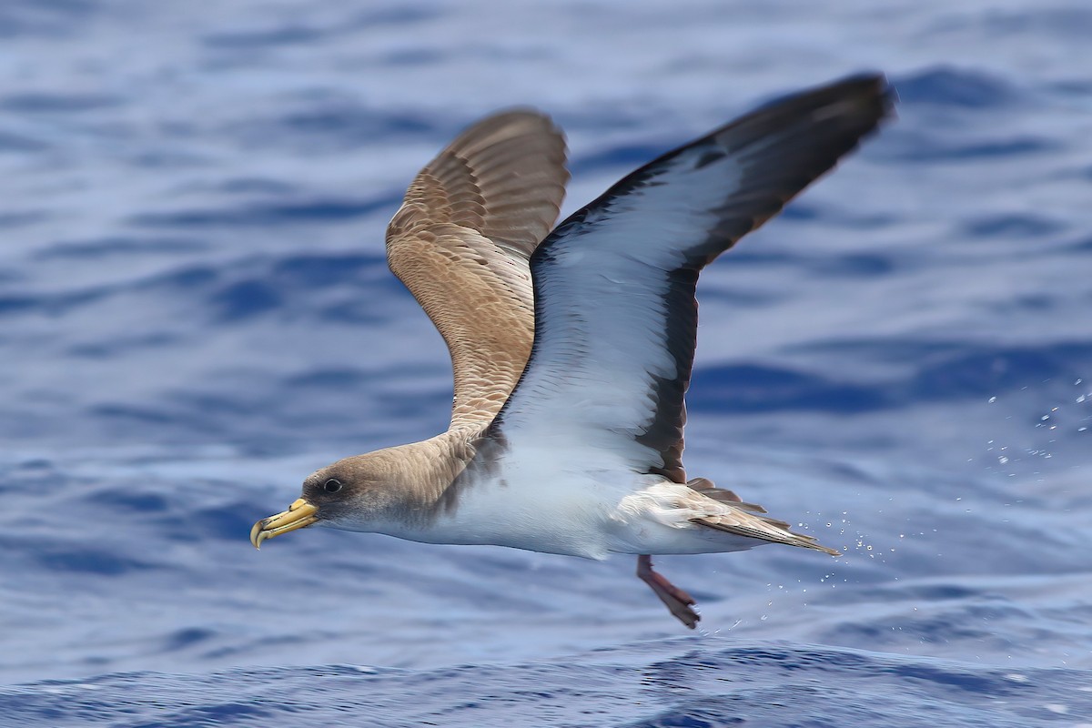 Cory's Shearwater - ML642123038