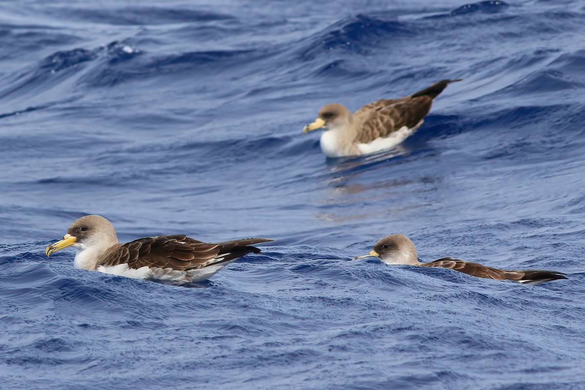 Cory's Shearwater - ML642123039