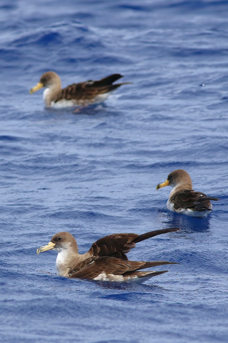 Cory's Shearwater - ML642123040