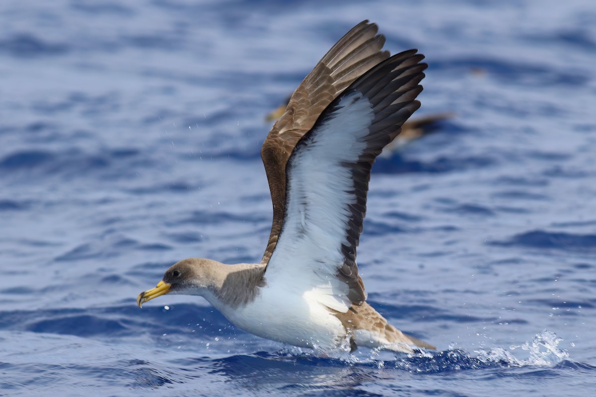 Cory's Shearwater - ML642123041