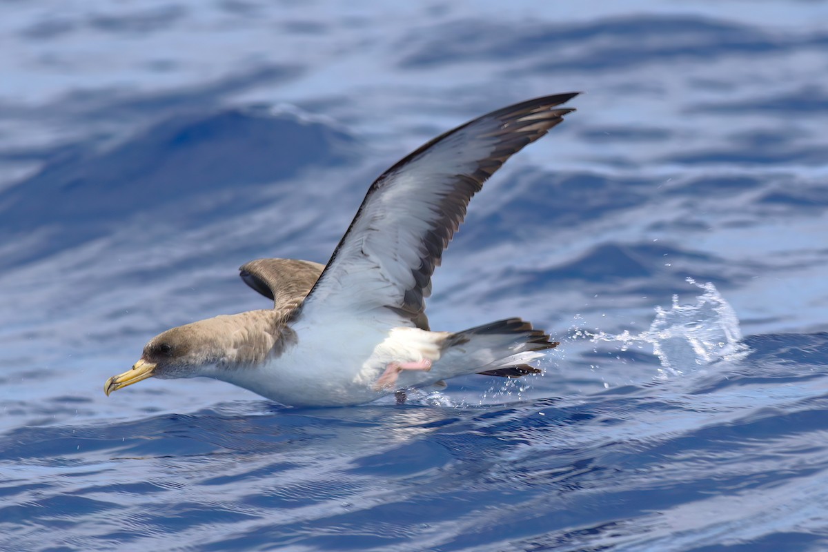 Cory's Shearwater - ML642123042