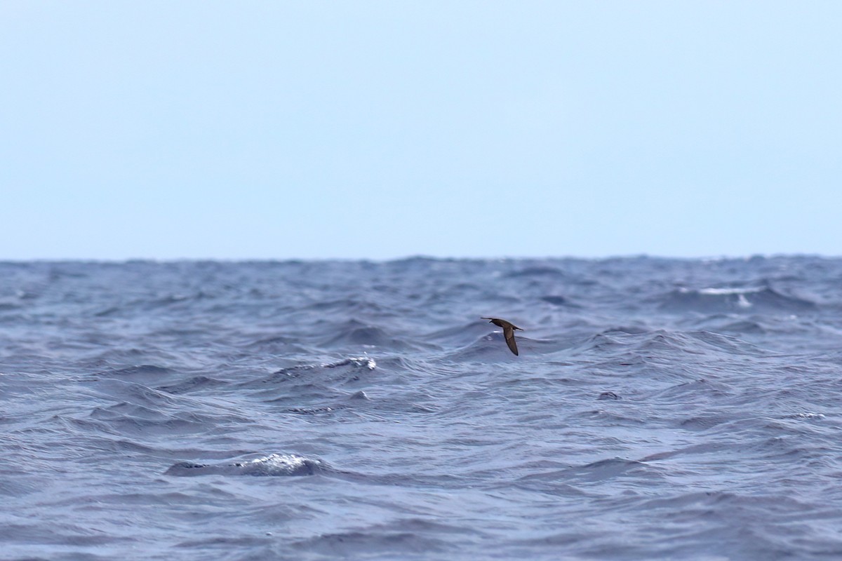 Bulwer's Petrel - ML642123045