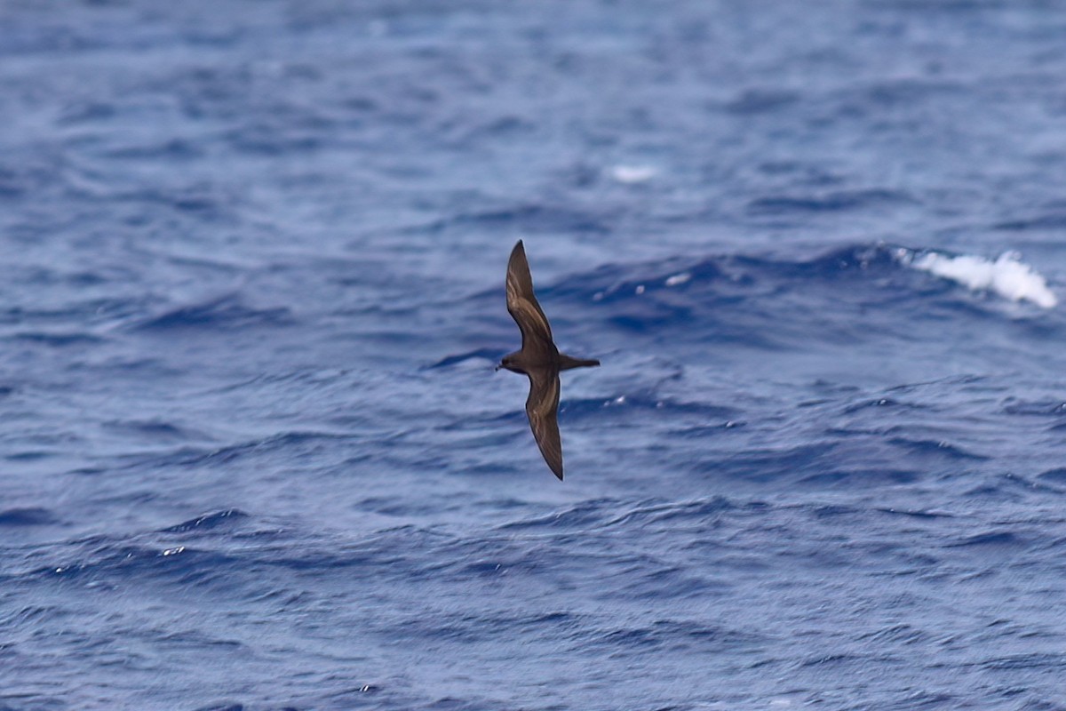 Bulwer's Petrel - ML642123046