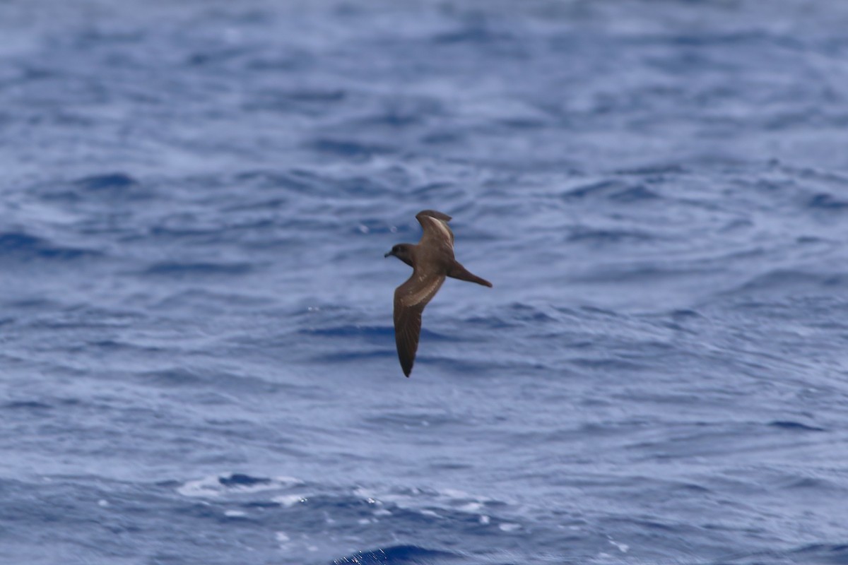 Bulwer's Petrel - ML642123047