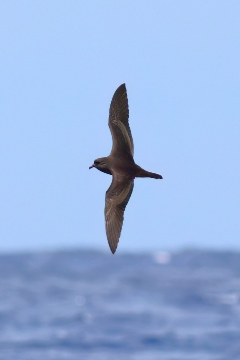 Bulwer's Petrel - ML642123048