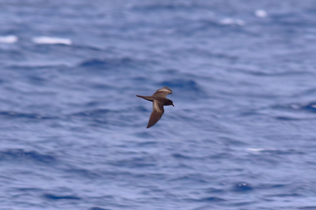 Bulwer's Petrel - ML642123049