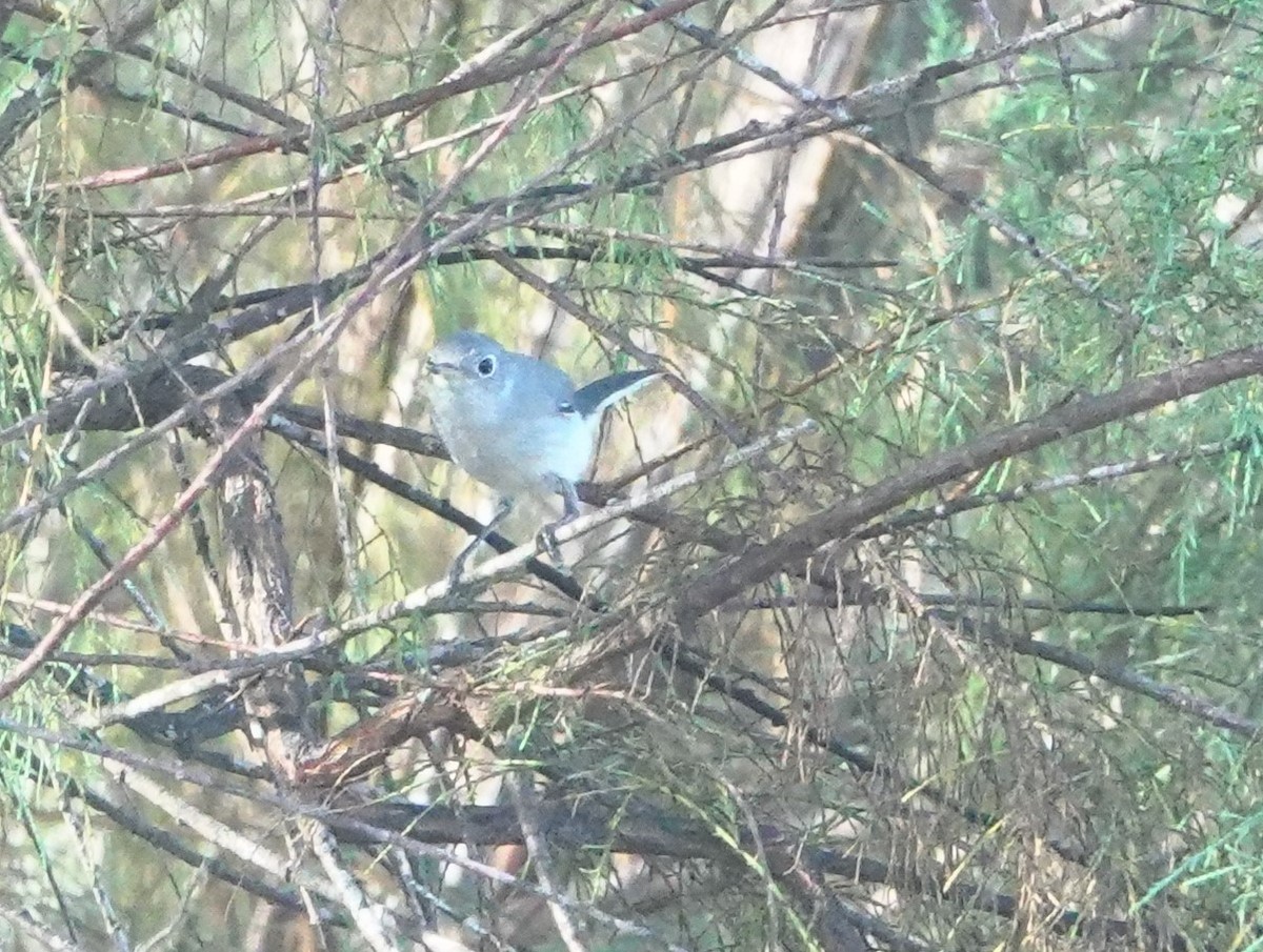Blue-gray Gnatcatcher - ML642123051