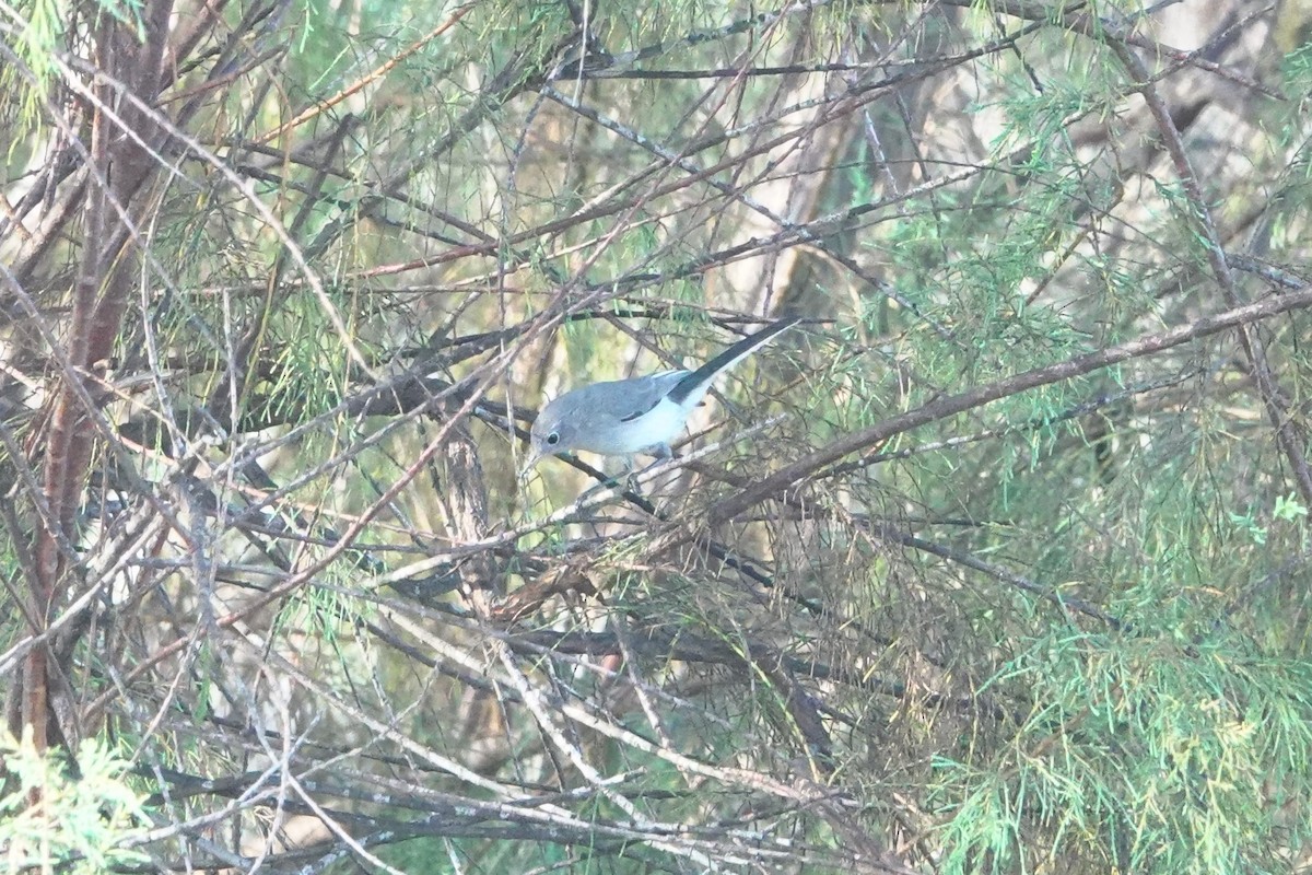 Blue-gray Gnatcatcher - ML642123052