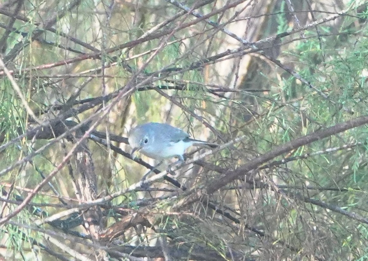 Blue-gray Gnatcatcher - ML642123053