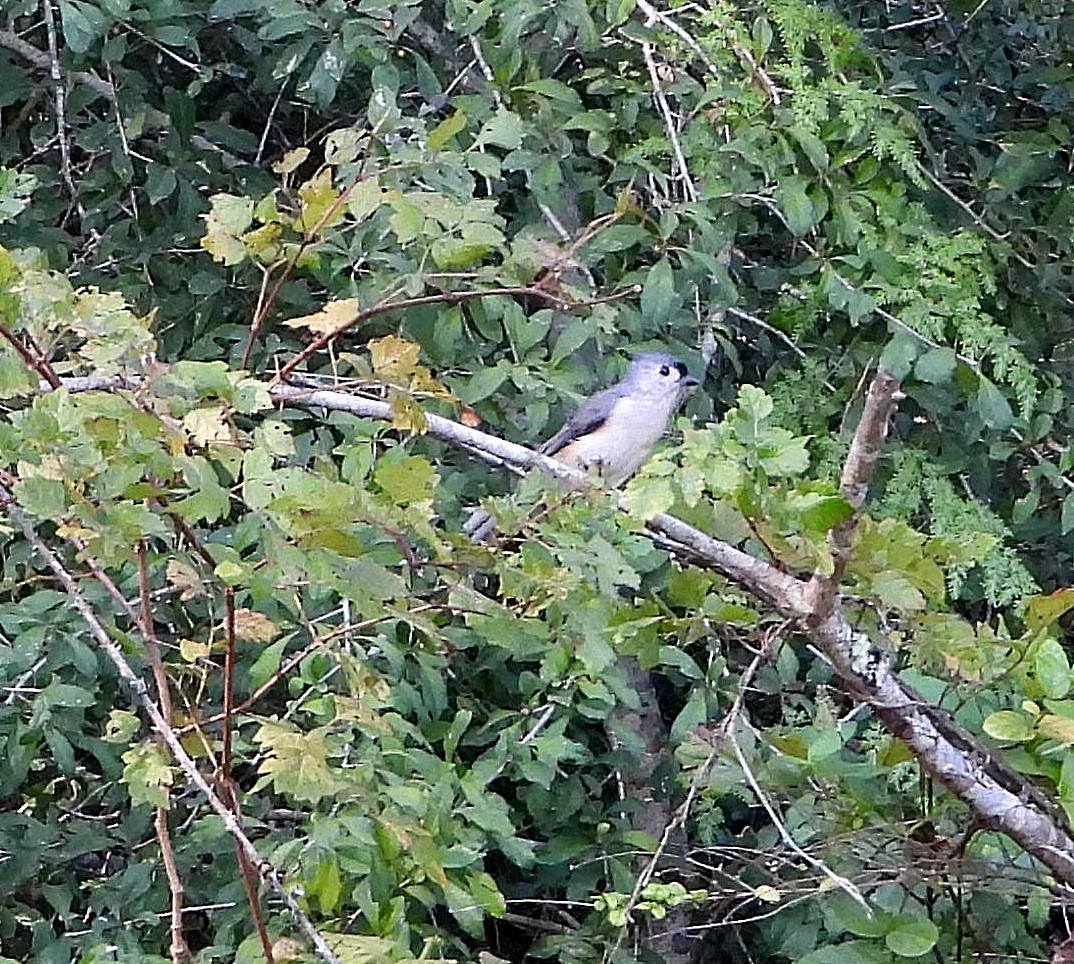 Tufted Titmouse - ML642123055