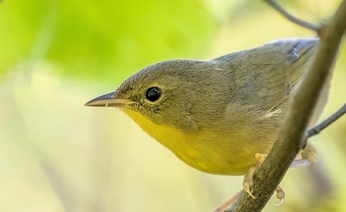 Common Yellowthroat - ML642123062