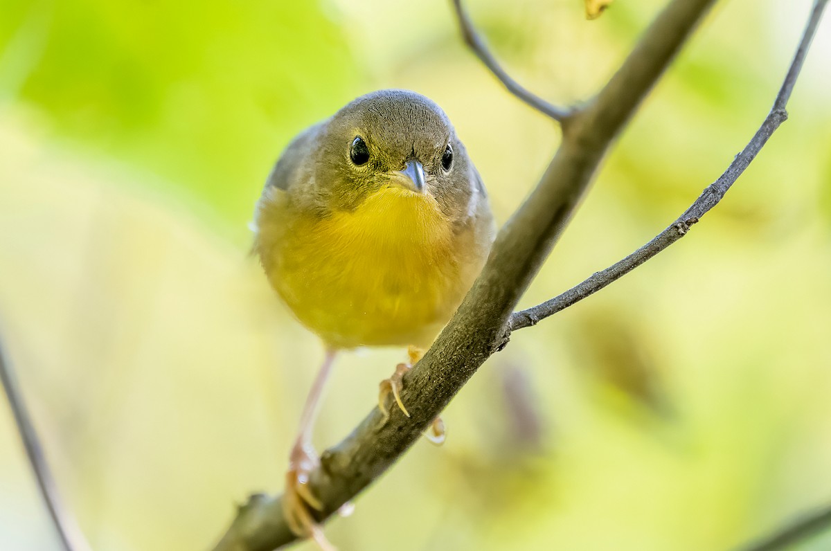 Common Yellowthroat - ML642123063