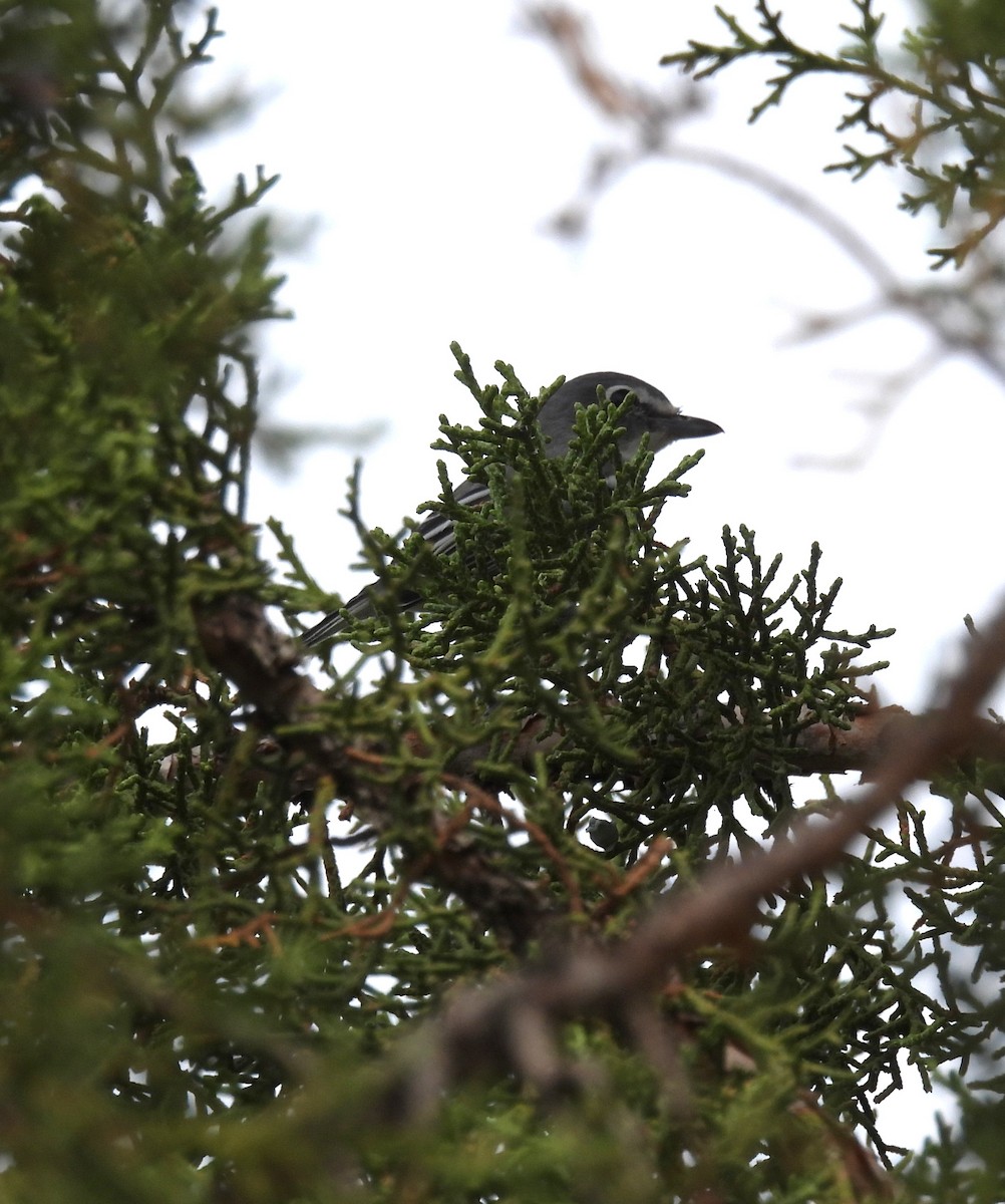 Plumbeous Vireo - ML642123065