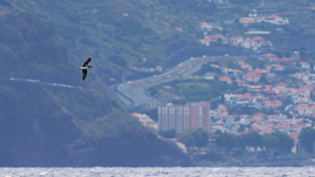Fea's Petrel (Desertas) - ML642123067
