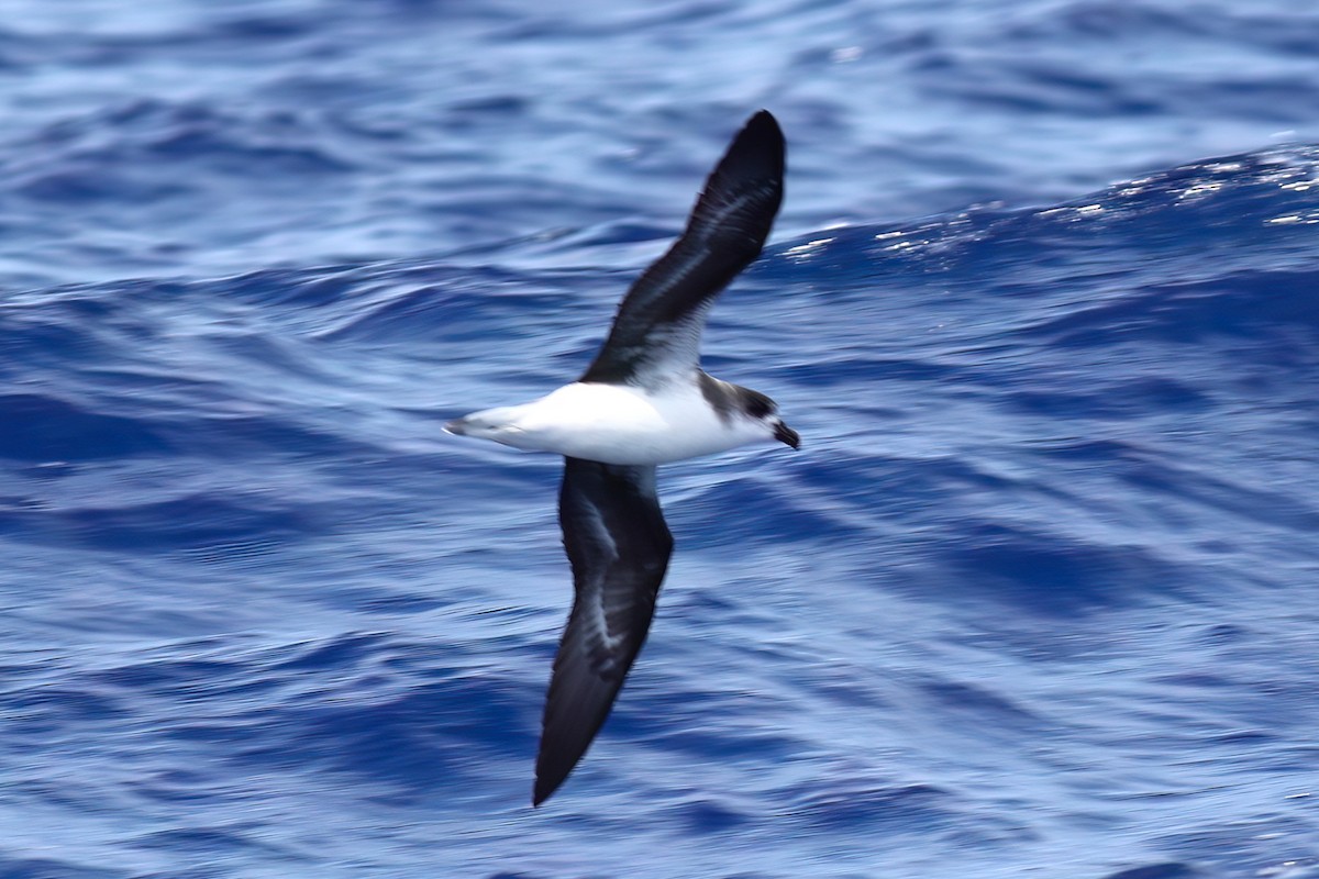 Fea's Petrel (Desertas) - ML642123068