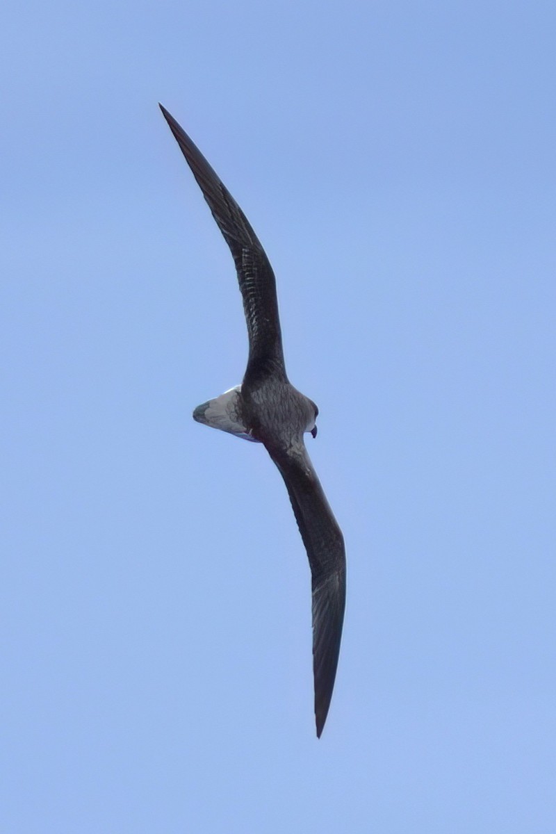 Fea's Petrel (Desertas) - ML642123069