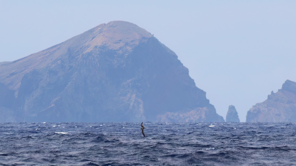 Fea's Petrel (Desertas) - ML642123071