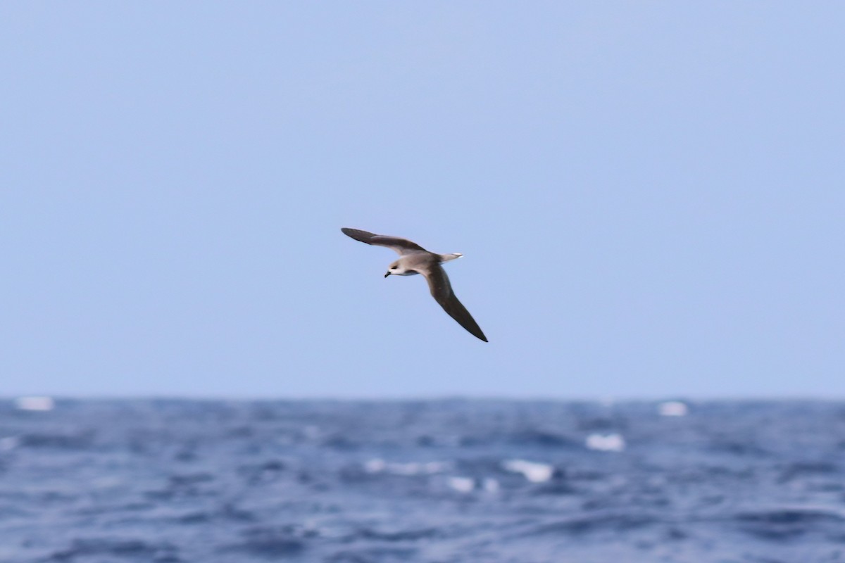 Fea's Petrel (Desertas) - ML642123073