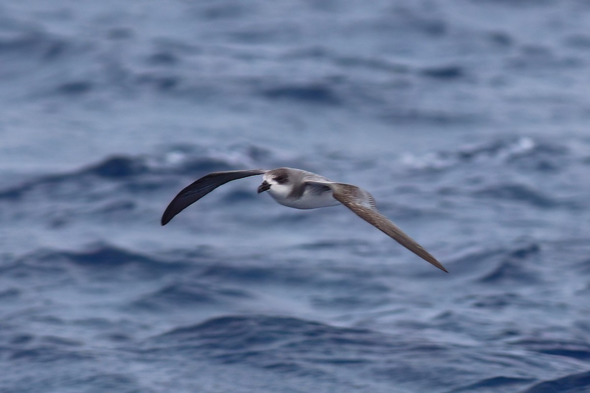 Fea's Petrel (Desertas) - ML642123074