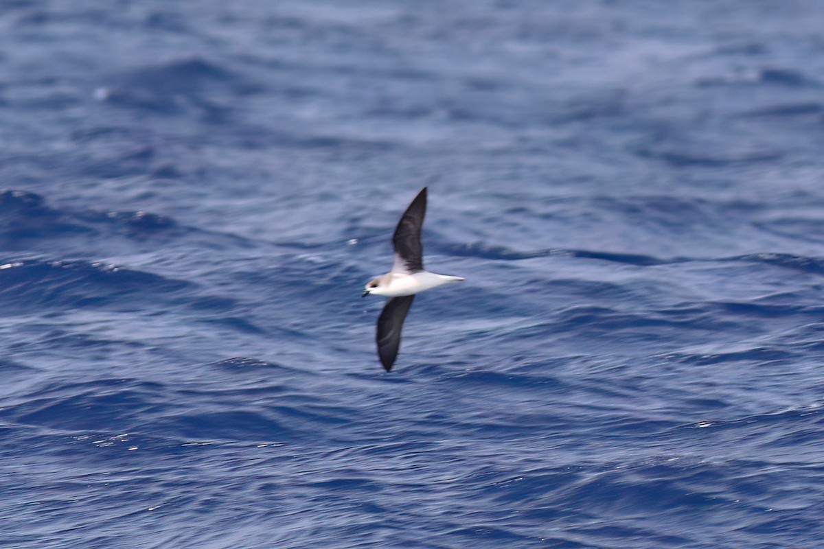 Fea's Petrel (Desertas) - ML642123075