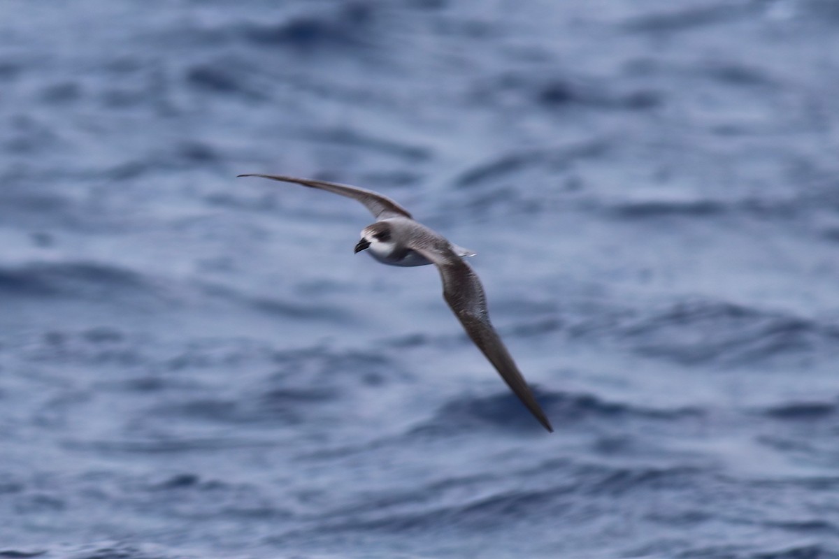 Fea's Petrel (Desertas) - ML642123076