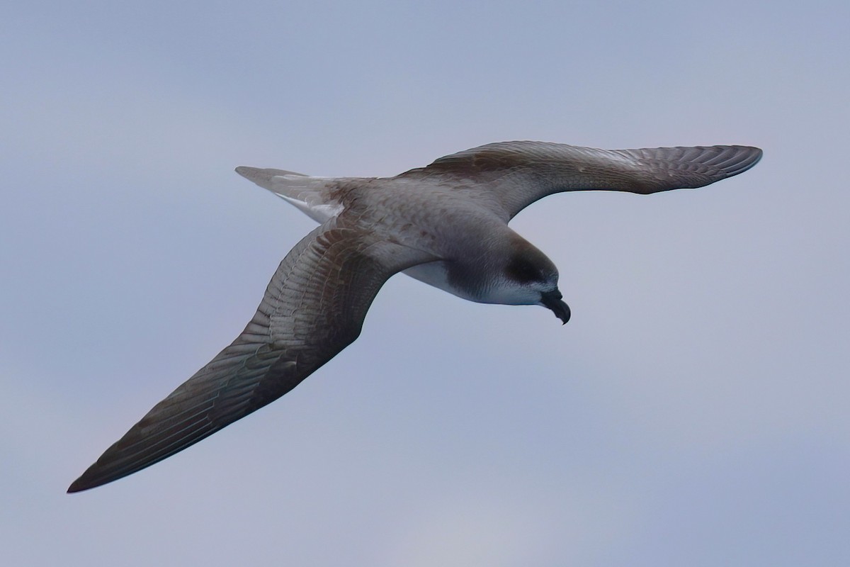 Fea's Petrel (Desertas) - ML642123077